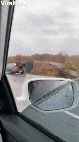 Police Escort Moose Down Highway GIF by ViralHog