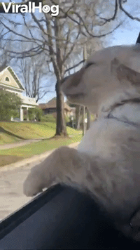 Doggy Enjoying a Windy Drive
