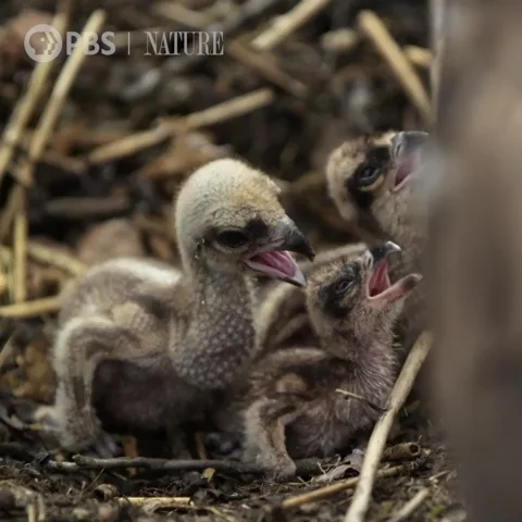 Baby Animals Bird GIF by Nature on PBS