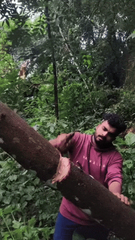 Forest Cutting GIF