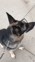 Dog Sunglasses GIF