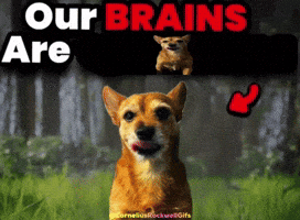 Our Brains Are GIF