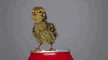 chick quail GIF