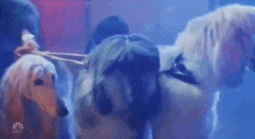 dogs GIF by Saturday Night Live