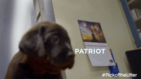 Team Patriot Gifs Get The Best Gif On Giphy