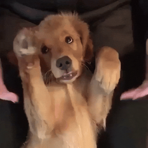 cute aww GIF