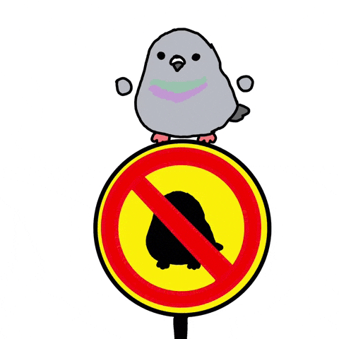 Bird Pigeon GIF