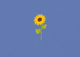 Blad en Beton GIF