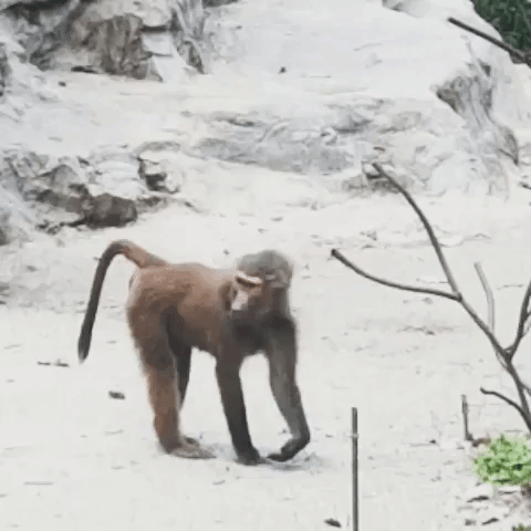 basakbabies funny loop animal monkey GIF