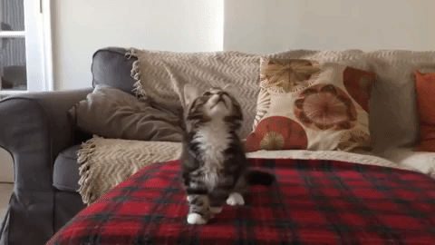 Jacket Cat Falls GIF - Jacket Cat Falls Dies - Discover & Share GIFs