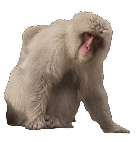 Monkey Sticker