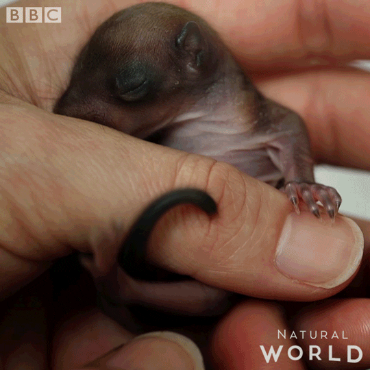 baby wildlife GIF by BBC Earth
