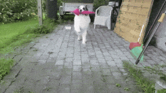 https://media3.giphy.com/media/3PALWdoswkiLJyQvdl/giphy-downsized.gif