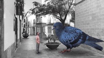 Musica Catalana Bird GIF by Guillem Gisbert
