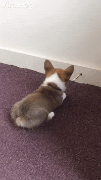 corgi door stopper
