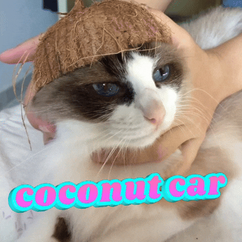 Coconut Car GIF