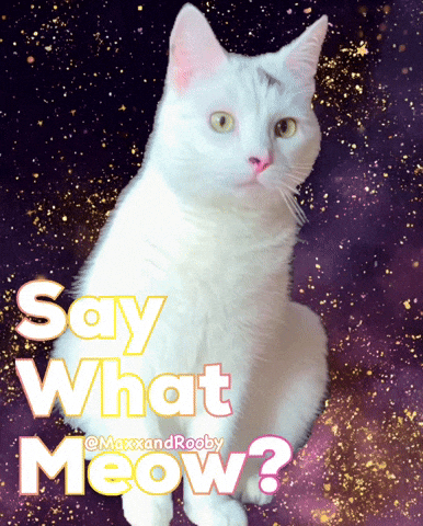 Cat Say What GIF