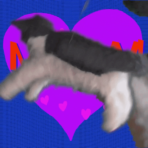 I Love You Cats GIF by Spaghetti