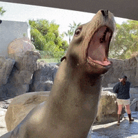Sea Lion Singing GIF by Aquarium of the Pacific