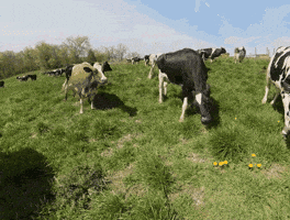 Cow GIF by Organic Valley