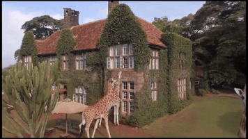 tomsjourneys travel africa giraffe wanderlust GIF