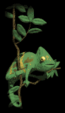 chameleon