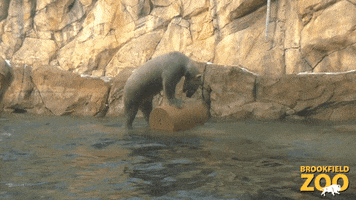 Polar Bear Swimming GIF by Brookfield Zoo