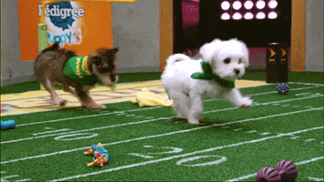 dogs puppies GIF by Puppy Bowl