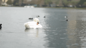 Water Lake GIF by City of Orlando