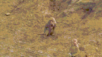 sort baboon GIF