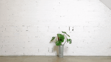 Water Garden GIF by ALL4.HOUSE