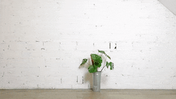 water garden GIF by ALL4.HOUSE