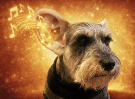 Listening Blessing GIF