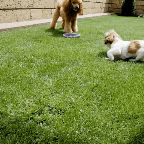 Doggy Day Care GIF