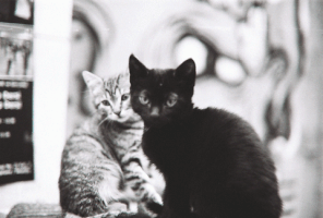 black and white cat GIF by alperdurmaz