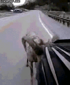 cars ram GIF by Cheezburger