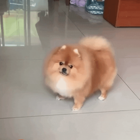 Pomeranian Pom GIF