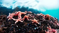 blue planet ii GIF by BBC America