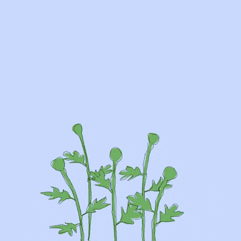 Какие цветы тебе нравятся