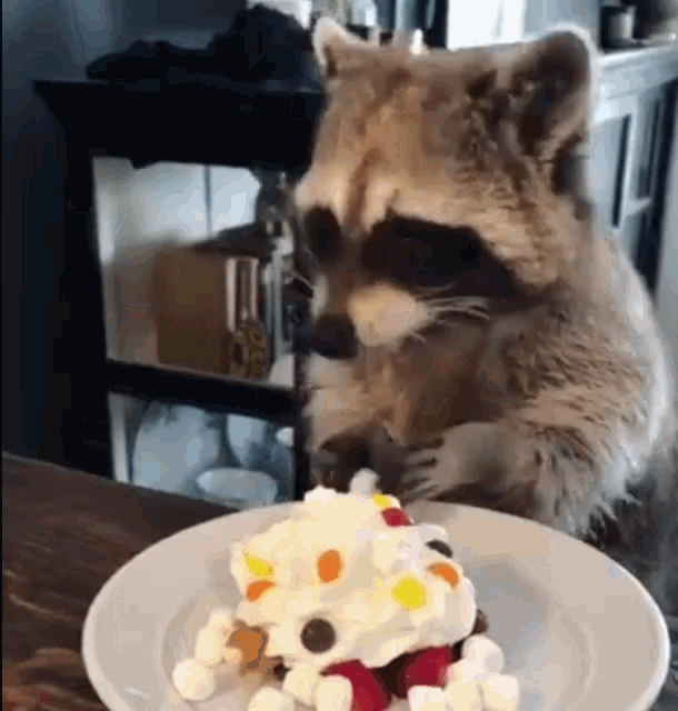 cake raccoon GIF