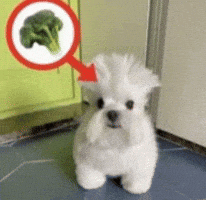 Funny Dog Broccoli GIF