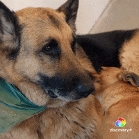 German Shepard Dogs GIF by Animal Planet