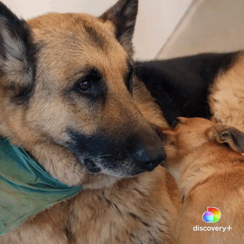 German Shepard Dogs GIF by Animal Planet