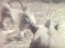 giphy.gif?cid=ecf05e47zs1a1hafbamo3sdyff