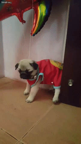 dog floating GIF by ViralHog