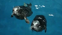 harbor seal GIF by Georgia Aquarium