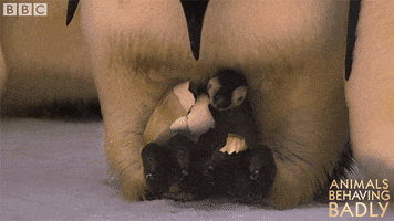 Babies Wildlife GIF by BBC Earth