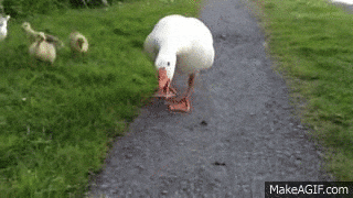 gęś GIF