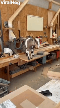 Nosy Goat Falls Off Table