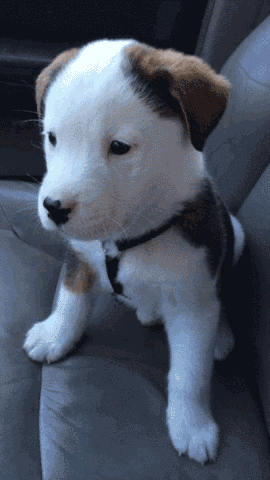cute puppy